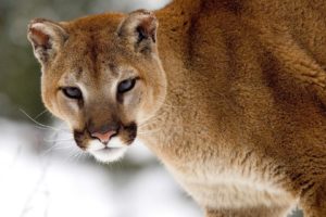 nature, Snow, Animals, Cougars