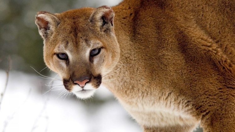 nature, Snow, Animals, Cougars HD Wallpaper Desktop Background