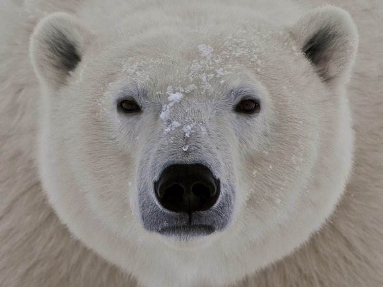 animals, Wildlife, Polar, Bears HD Wallpaper Desktop Background