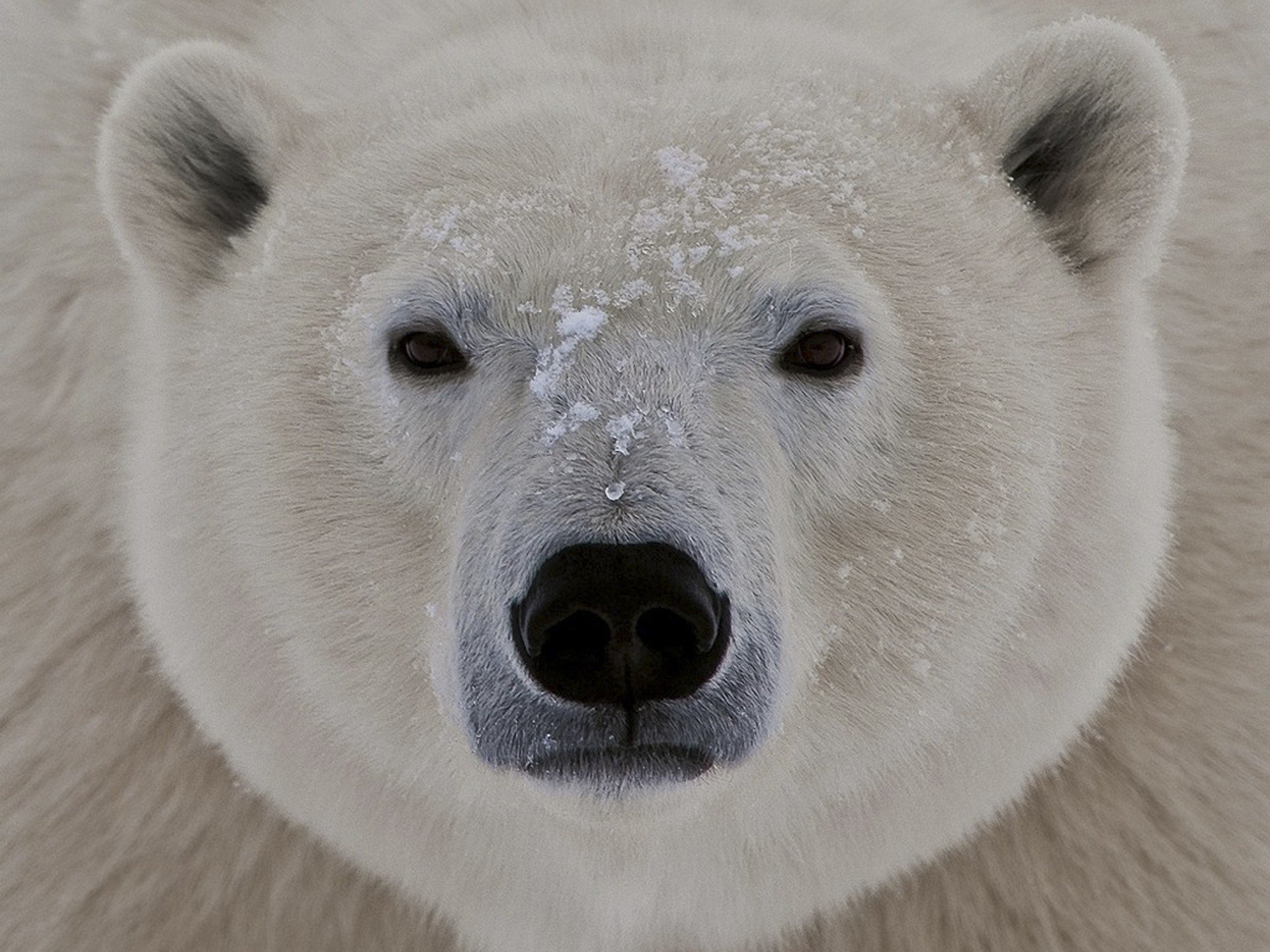 animals, Wildlife, Polar, Bears Wallpaper