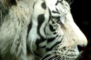 artistic, Animals, Tigers