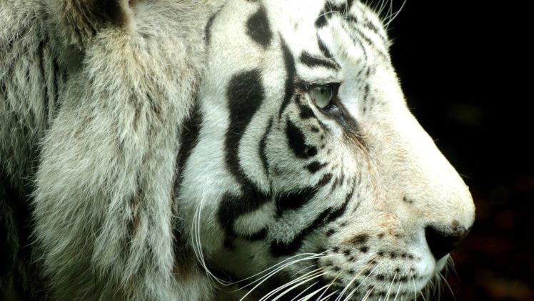 artistic, Animals, Tigers HD Wallpaper Desktop Background