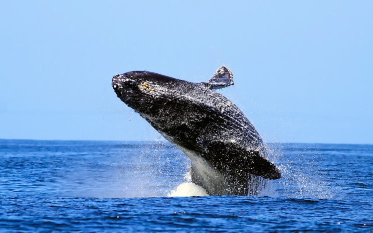 animals, Whales, Breach, Fly, Flying, Flight, Drops, Water, Ocean, Sky, Skies, Seascape HD Wallpaper Desktop Background