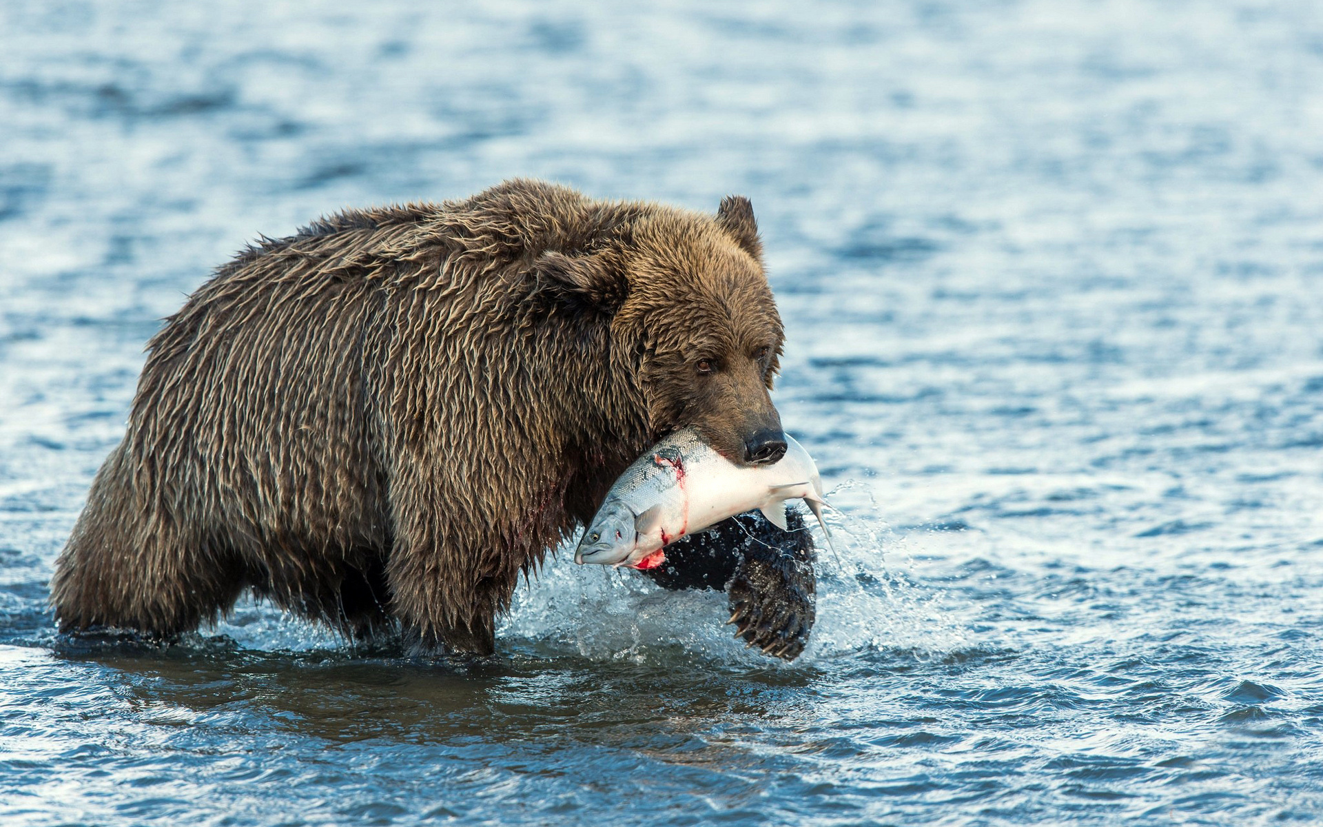 animals, Bear, Fishes, Water, River, Predator, Nature, Wildlife, Fishing, Hunt Wallpaper
