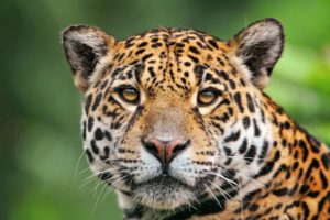 jaguar, Of, The, Tropical, Rainforest