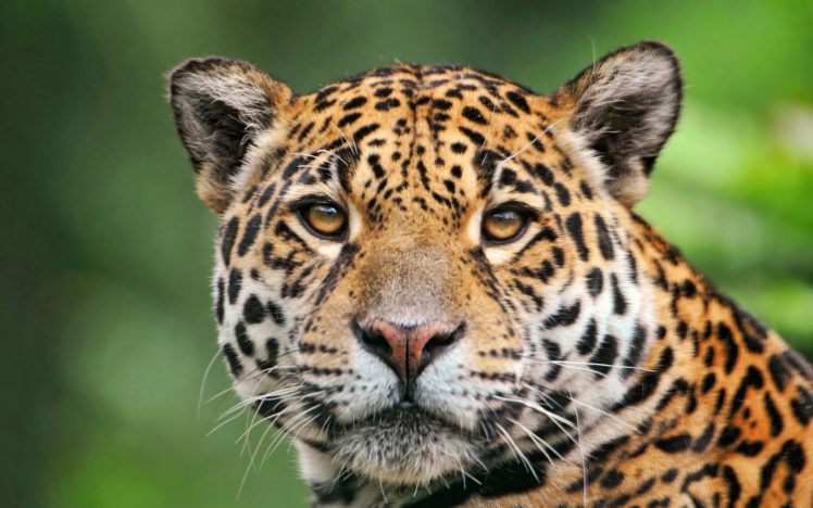 jaguar, Of, The, Tropical, Rainforest HD Wallpaper Desktop Background