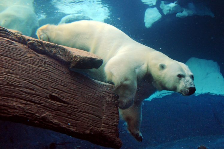 polar, Bears, Animals, Underwater, Swim, Fur, Water, Stare, Ice, Nature, Wildlife, Predator HD Wallpaper Desktop Background