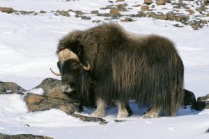 snow, Animals, Wildlife, Alaska, Arctic, National, Musk ox