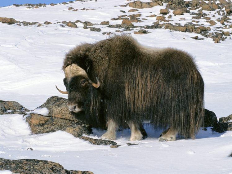snow, Animals, Wildlife, Alaska, Arctic, National, Musk ox HD Wallpaper Desktop Background