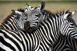 nature, Zebras