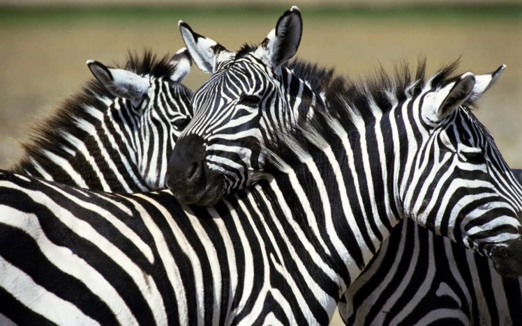 nature, Zebras HD Wallpaper Desktop Background