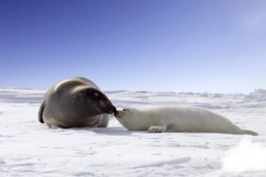 snow, Seals, Animals, Wildlife
