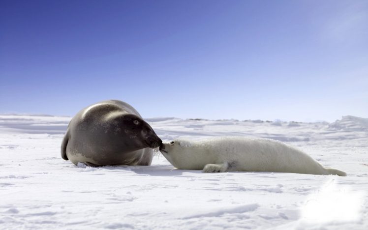 snow, Seals, Animals, Wildlife HD Wallpaper Desktop Background