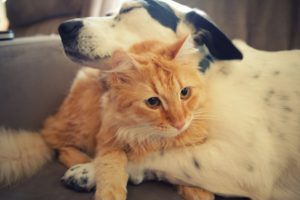 animals, Dogs, Cats, Whiskers, Fur, Embrace, Love, Friend, Paws, Face, Yes, Ears, Nose, Cute, Sleep, Photography, Hug, Mood, Emotion