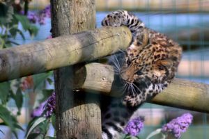 fences, Animals, Cubs, Leopards, Purple, Flowers, Baby, Animals, Wooden, Fence