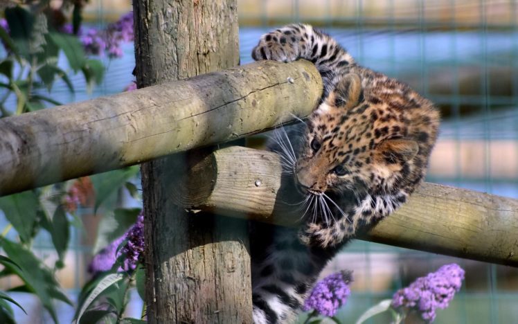 fences, Animals, Cubs, Leopards, Purple, Flowers, Baby, Animals, Wooden, Fence HD Wallpaper Desktop Background