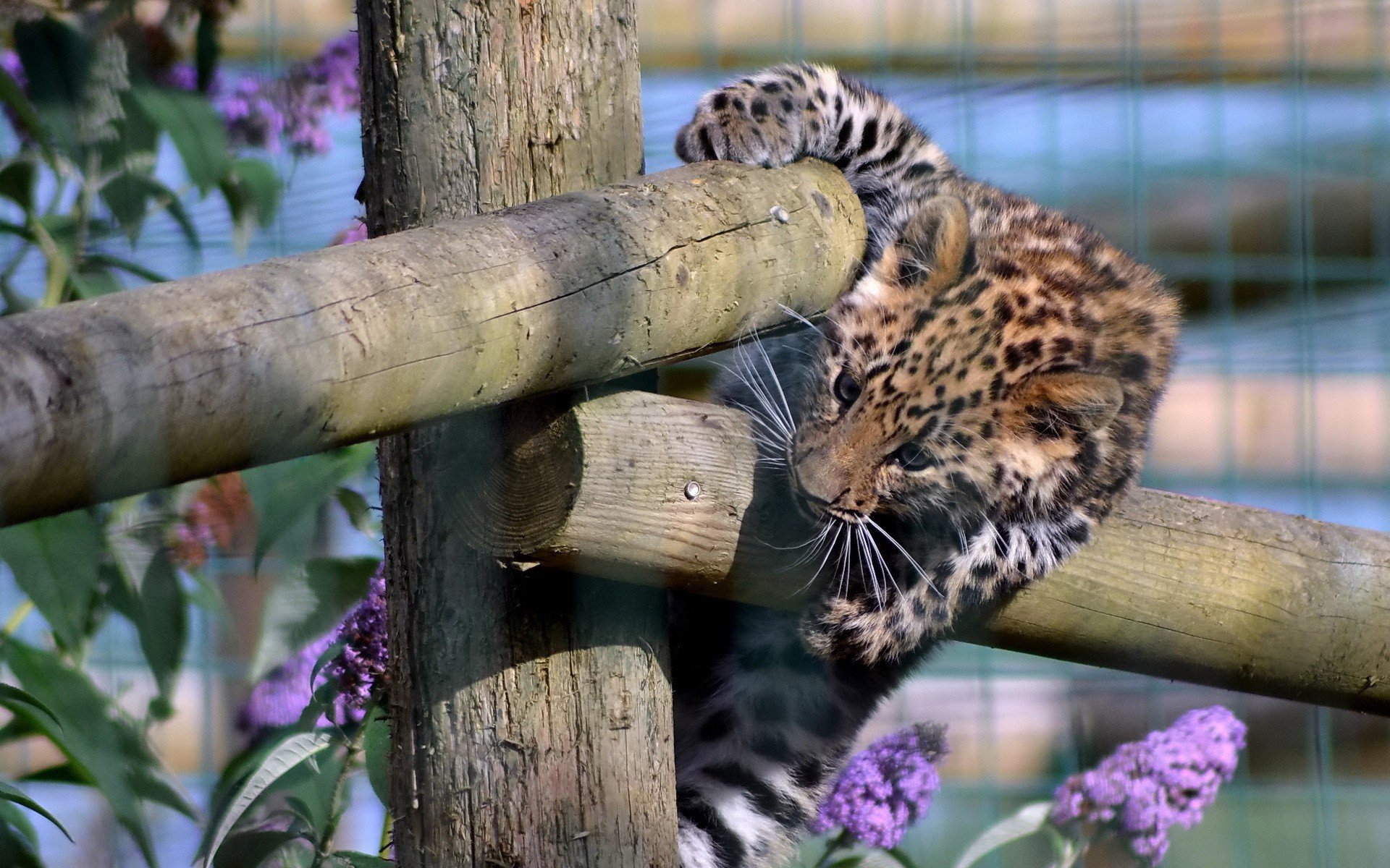 fences, Animals, Cubs, Leopards, Purple, Flowers, Baby, Animals, Wooden, Fence Wallpaper