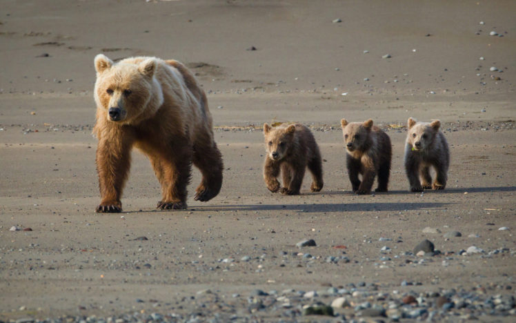 animals, Bears, Nature, Wildlife, Cubs, Babies, Alaska, Fur, Landscapes, Rocks, Sand HD Wallpaper Desktop Background