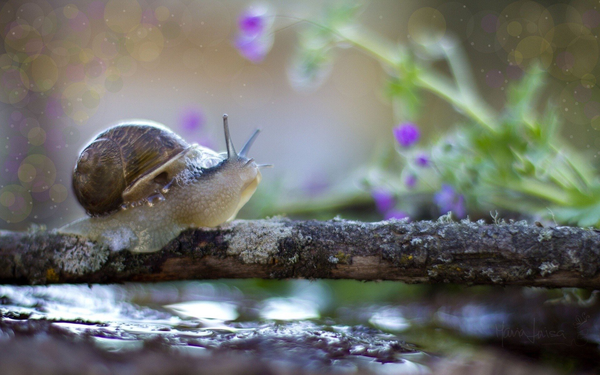 snails, Rivers, Branches Wallpaper