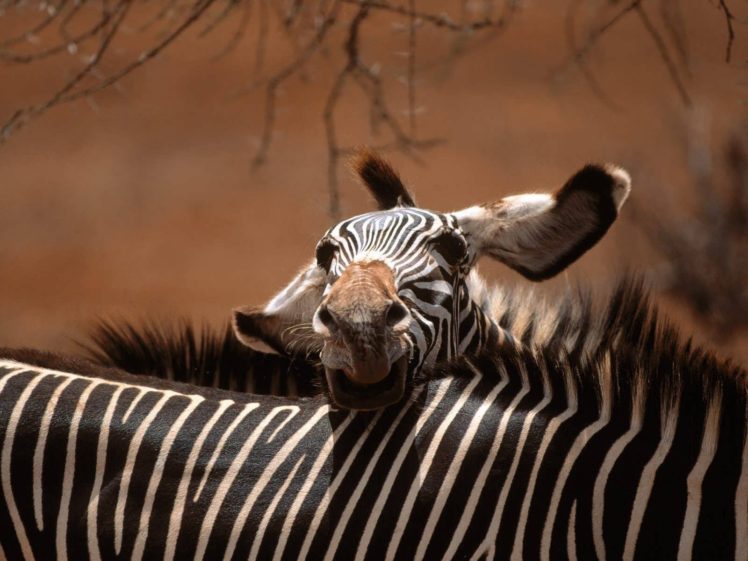 nature, Zebras HD Wallpaper Desktop Background