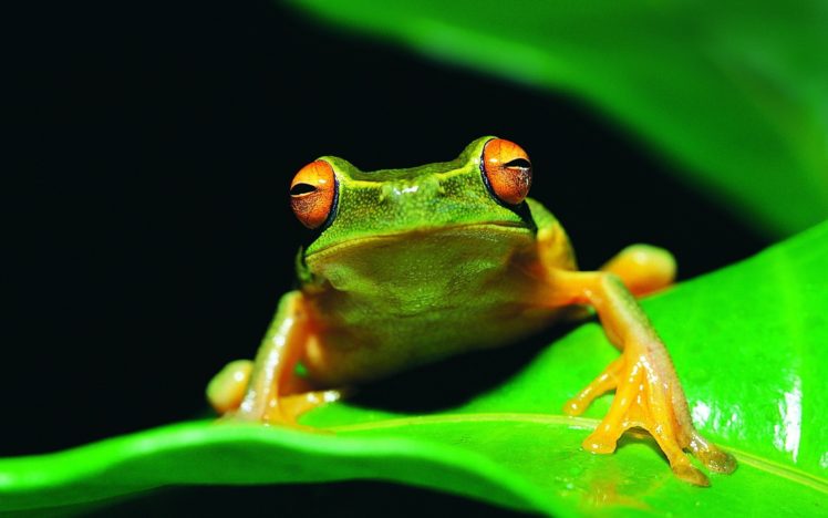 leaves, Red eyed, Tree, Frog, Amphibians HD Wallpaper Desktop Background