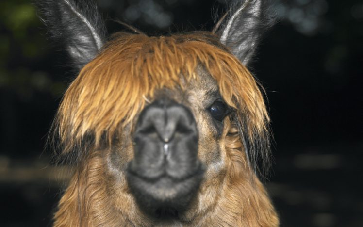 animals, Llama HD Wallpaper Desktop Background