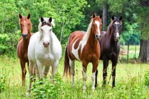 animals, Horses