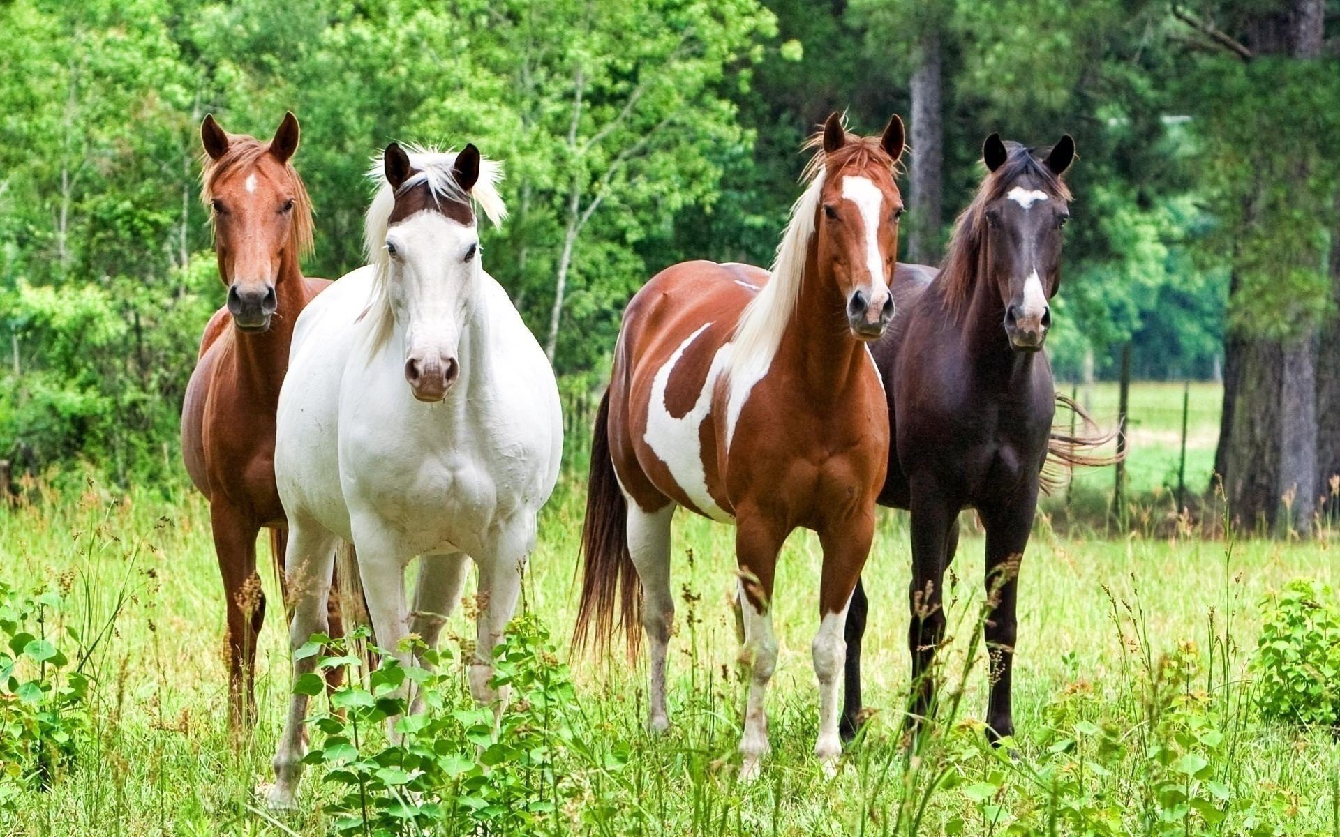 animals, Horses Wallpaper