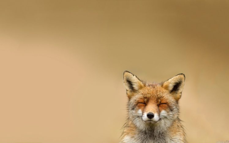 animals, Wildlife HD Wallpaper Desktop Background