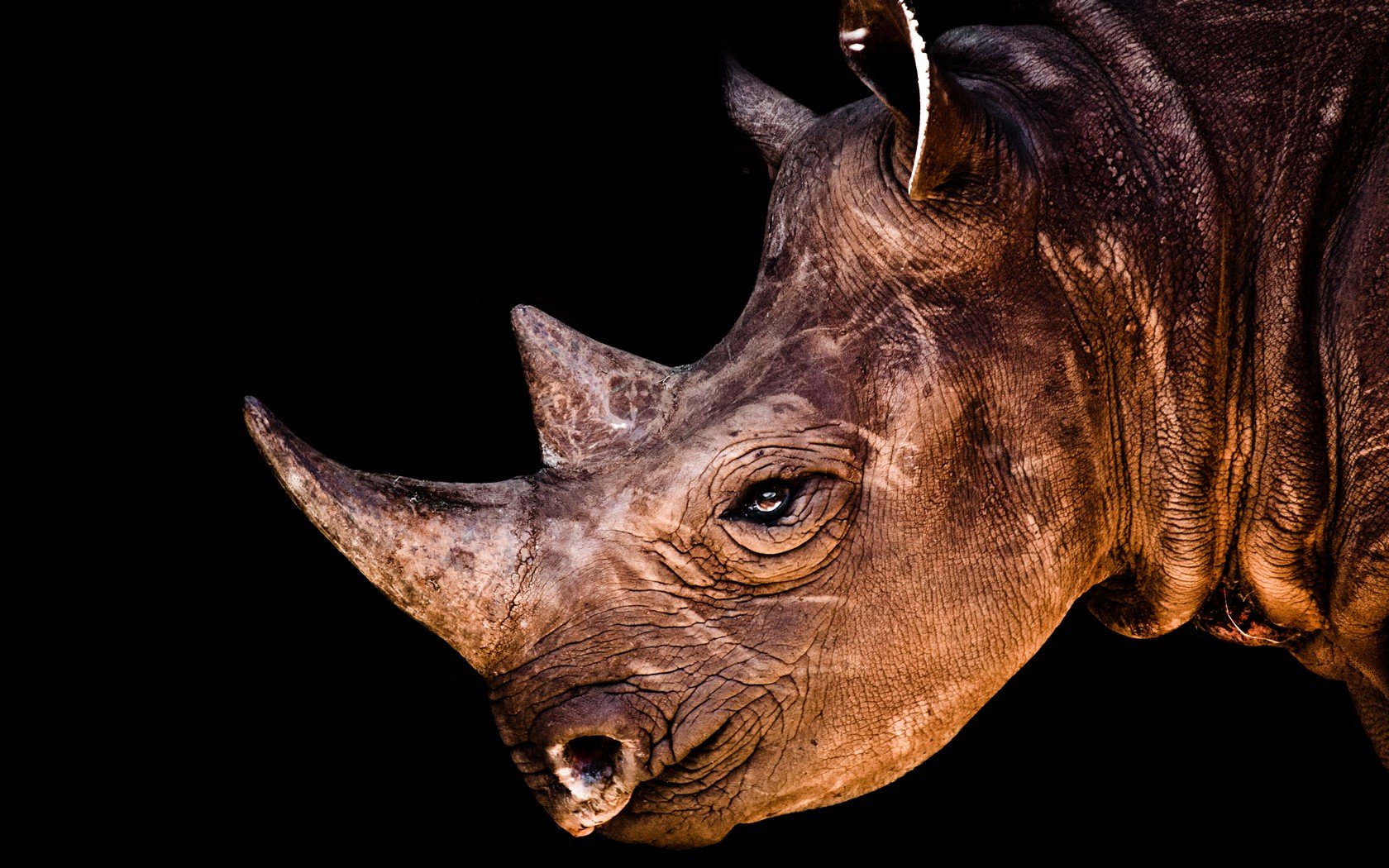 animals, Brown, Rhinoceros Wallpaper