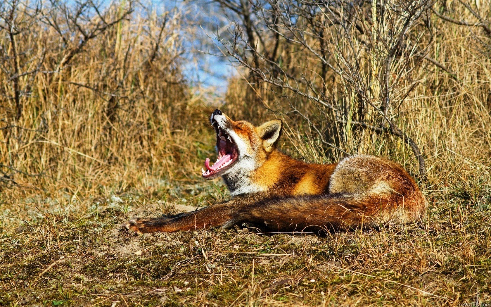nature, Animals, Wildlife, Foxes Wallpaper