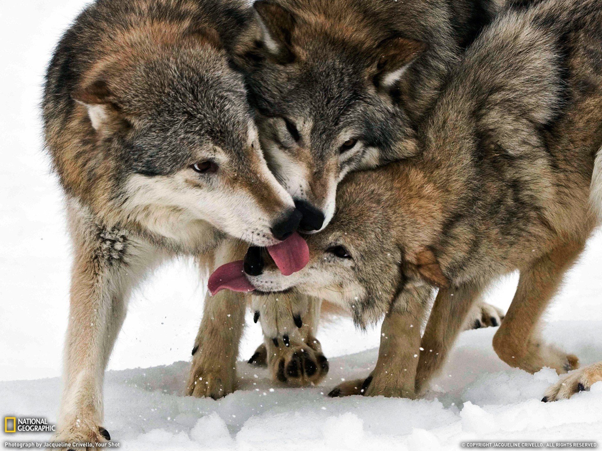 nature, Animals, National, Geographic Wallpaper