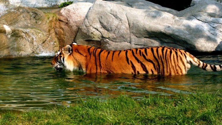 water, Animals, Tigers