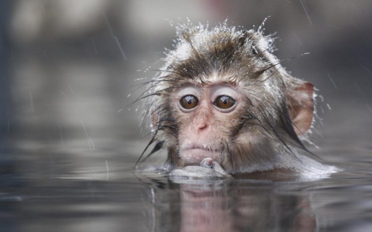 animals, Wet, Monkeys, Primates, Macaques, Japanese, Macaque HD Wallpaper Desktop Background