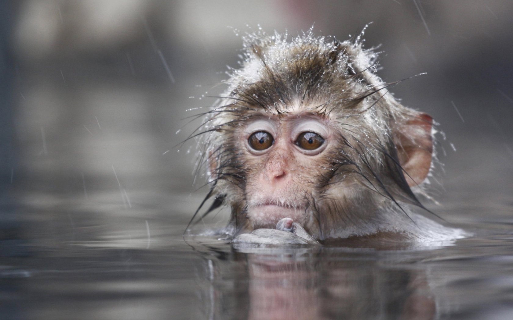 animals, Wet, Monkeys, Primates, Macaques, Japanese, Macaque Wallpaper