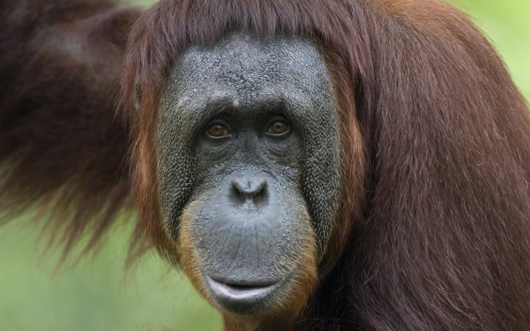 animals, Apes, Monkeys, Primates, Orangutans HD Wallpaper Desktop Background