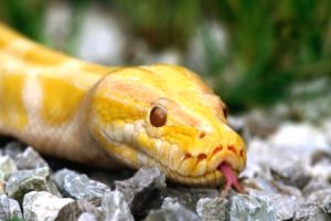wildlife, Snakes, Python, Reptiles