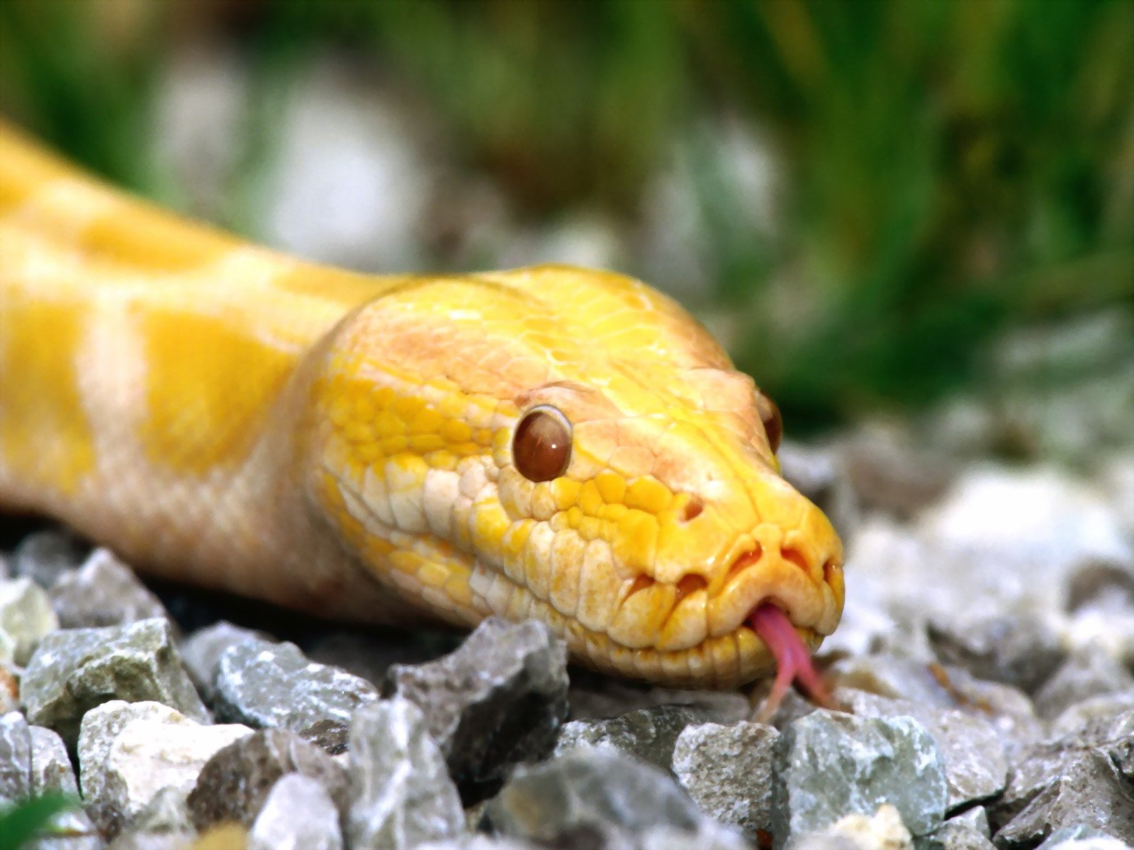 wildlife, Snakes, Python, Reptiles Wallpaper