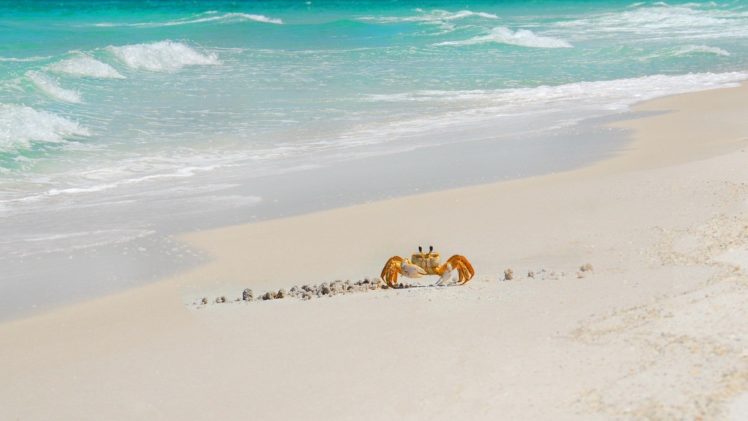 coast, Sand, Animals, Crustacean, Crabs, Sea, Beaches HD Wallpaper Desktop Background