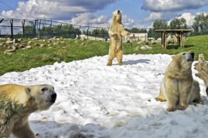 nature, Snow, Animals, National, Geographic, Zoo, Polar, Bears, The, Netherlands