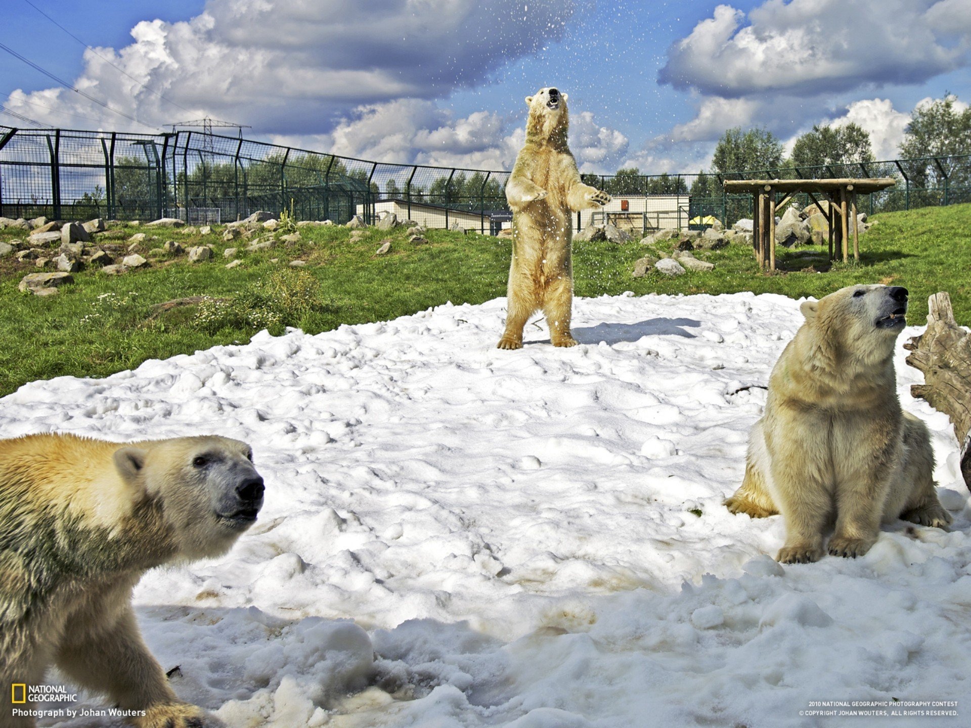 nature, Snow, Animals, National, Geographic, Zoo, Polar, Bears, The, Netherlands Wallpaper