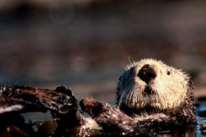 back, Alaska, Otters