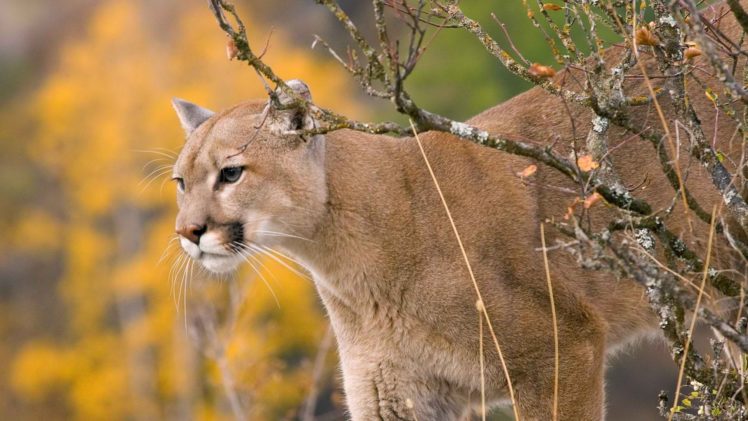 animals, Cougars HD Wallpaper Desktop Background