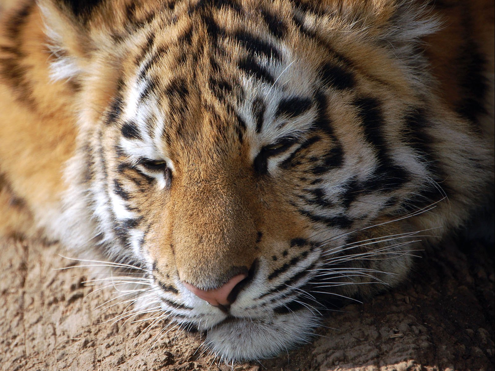 animals, Tigers Wallpaper