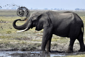 elephants, Animals, Wildlife, Africa, Mud, Water, Puddle, Landscapes, Grass, Fields, Sky