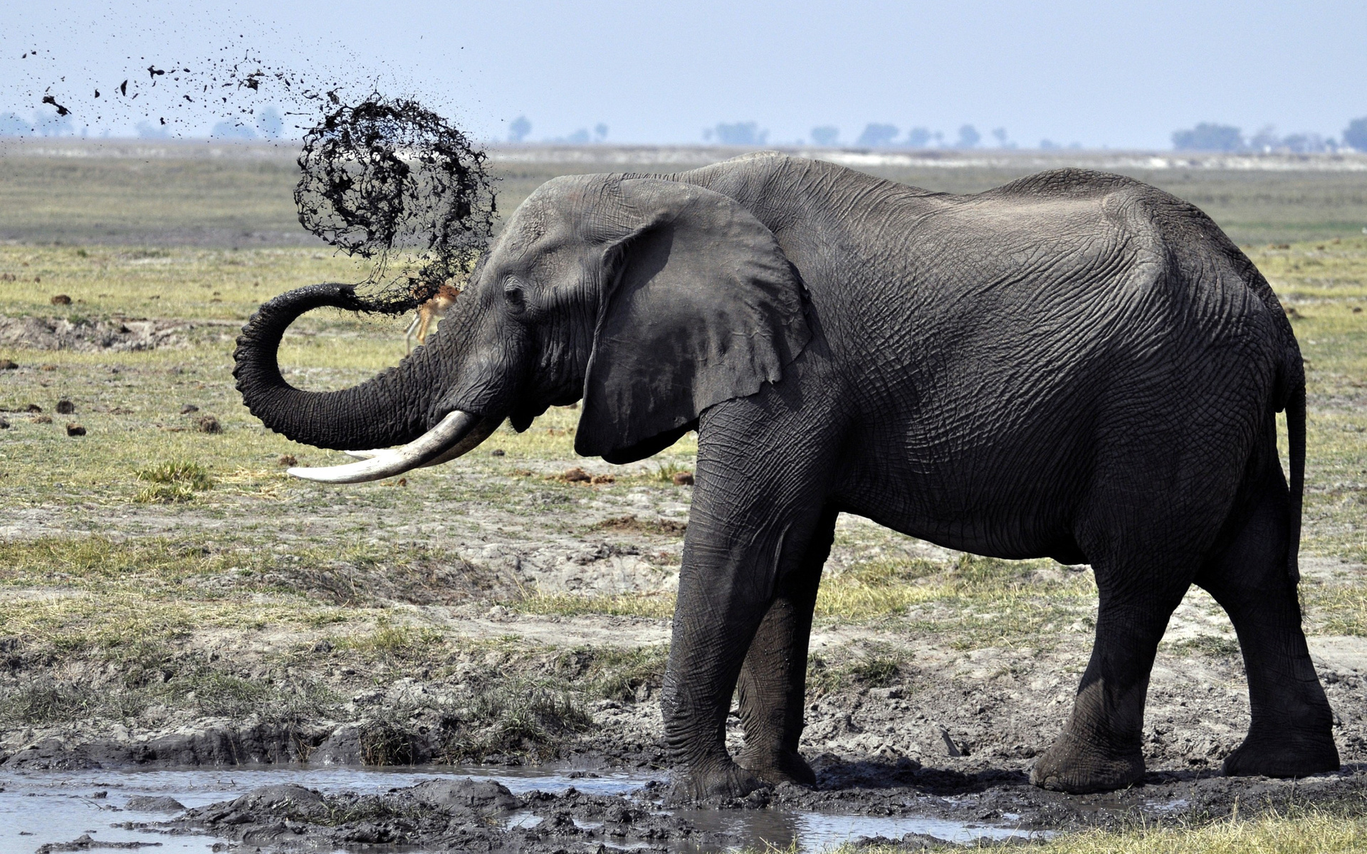 elephants, Animals, Wildlife, Africa, Mud, Water, Puddle, Landscapes, Grass, Fields, Sky Wallpaper