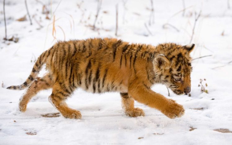 animals, Tigers, Feline HD Wallpaper Desktop Background
