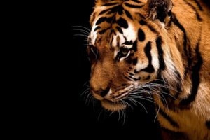 animals, Tigers, Black, Background