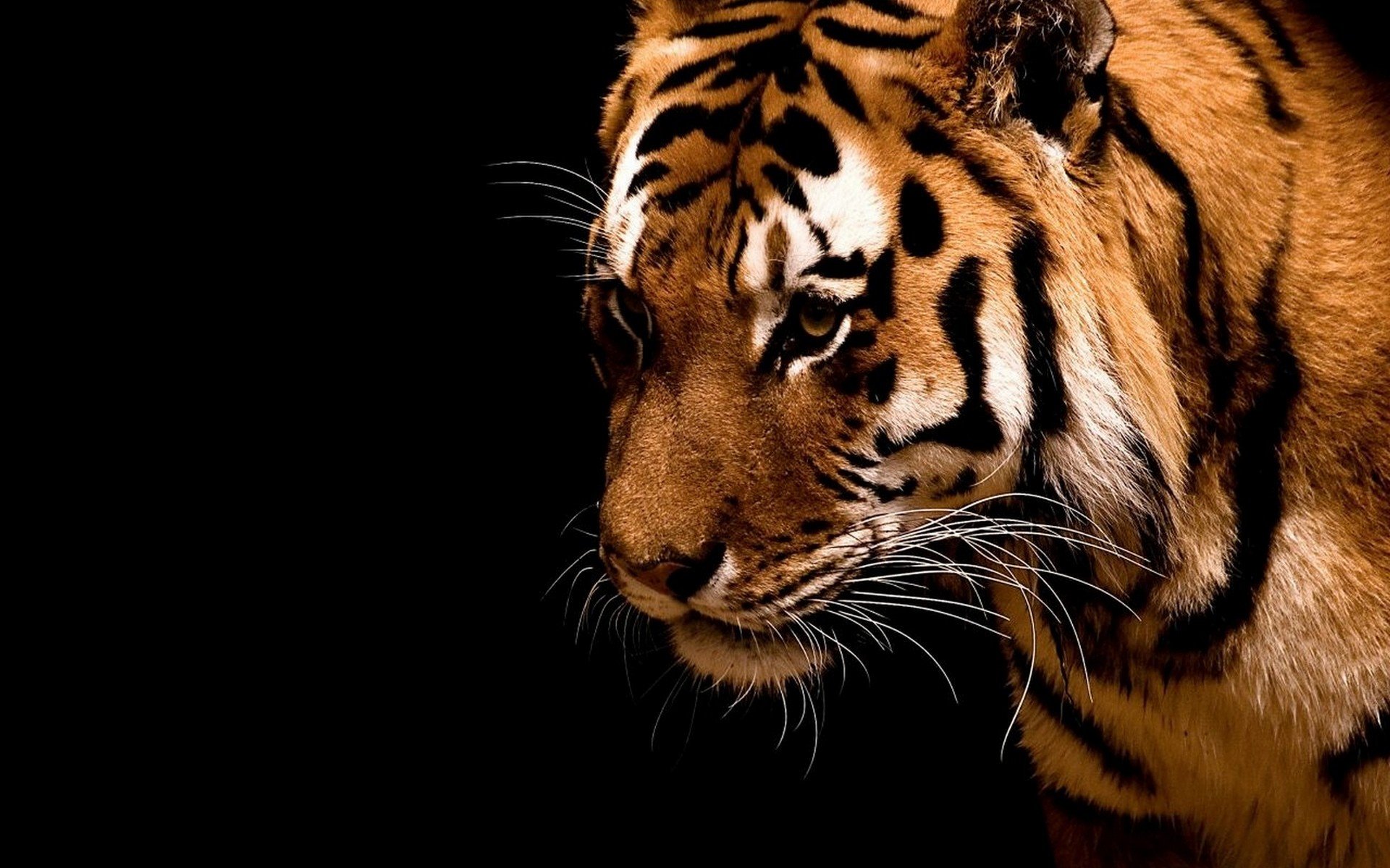 animals, Tigers, Black, Background Wallpaper