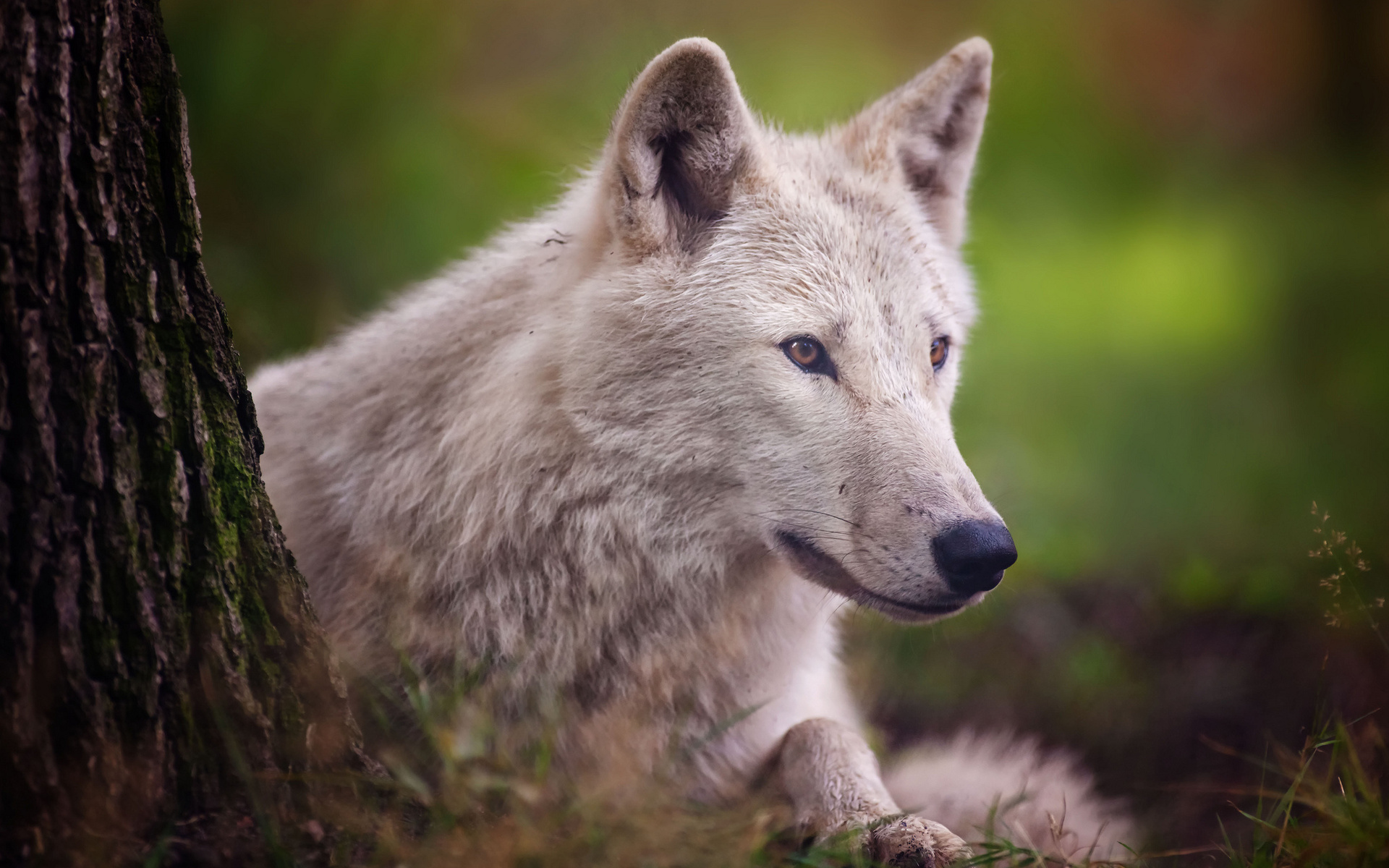 animals, Wolf, Wolves, Wildlife, Nature, Predator, Fur, Eyes, Face, Stare, Look, Trees, Forests, Landscapes Wallpaper
